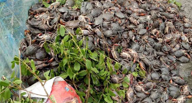চীনে কাঁকড়া রপ্তানি বন্ধ, ৫ কোটি টাকা ক্ষতির আশঙ্কা