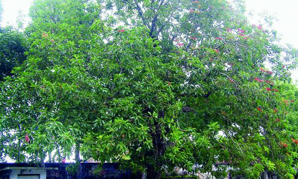 মিরসরাইয়ে দুইশত বছরের ‘মহুয়া’ নিয়ে যত কৌতূহল
