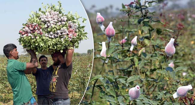 রেকর্ড পরিমাণ দামেও খুশি নয় গোলাপ চাষিরা
