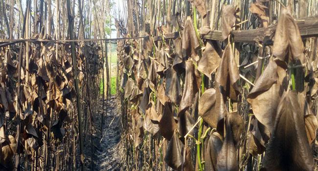 দুর্বৃত্তদের আগুনে পুড়ে ছাই ১০ লাখ টাকার পান