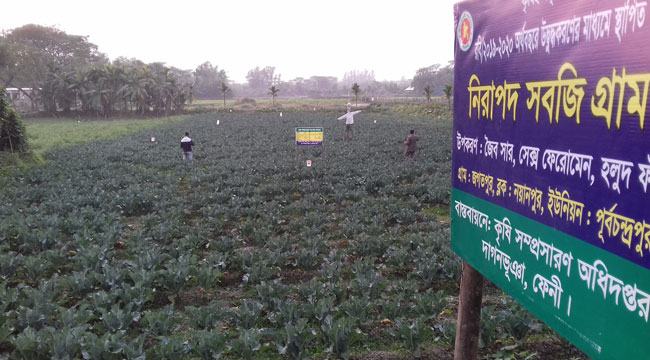 ভেজালের ভিড়ে বিষমুক্ত সবজি গ্রাম