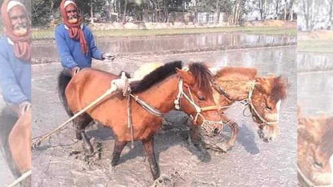ঘোড়া দিয়ে জমি চাষ