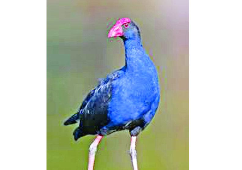 বেগুনি কালেম
