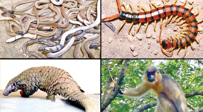 বন্যপ্রাণী কি মানুষের খাদ্য?