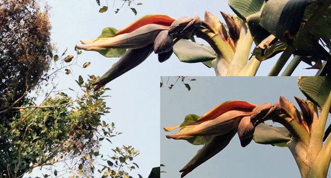 এক কলাগাছে ১০ মোচা