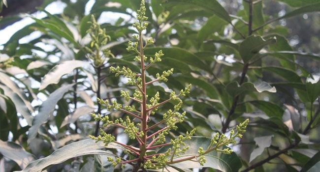 আমের সোনারাঙা মুকুলে স্বপ্ন চাষিদের