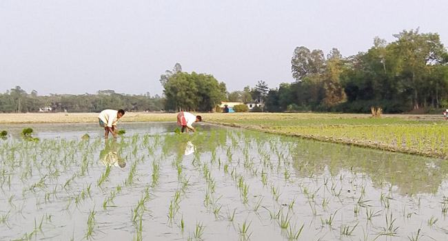 মিরসরাইয়ে বোরো চাষের লক্ষ্যমাত্রা নিয়ে সংশয়