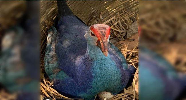 বেগুনি কালেমের পরিবারে আসবে নতুন অতিথি