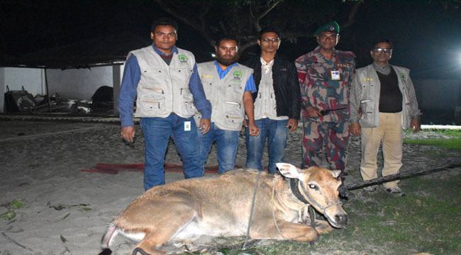 পদ্মার পাড় থেকে বিরল প্রজাতির নীলগাই উদ্ধার