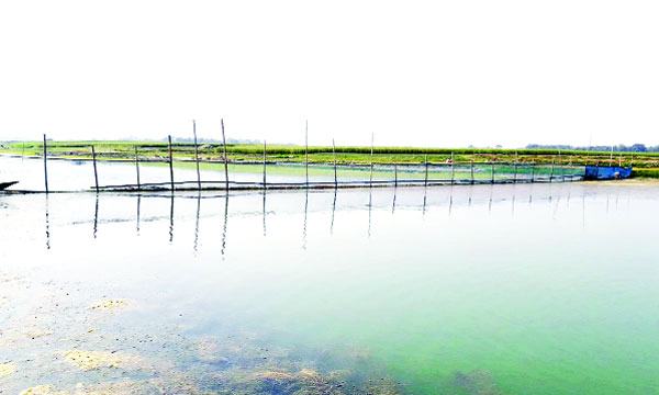রাজবাড়ীতে জলমহালে অবৈধ বাঁধ দিয়ে মাছ শিকার