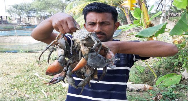 করোনাভাইরাসের প্রভাবে বাগেরহাটে কাঁকড়া শিল্পে ধস