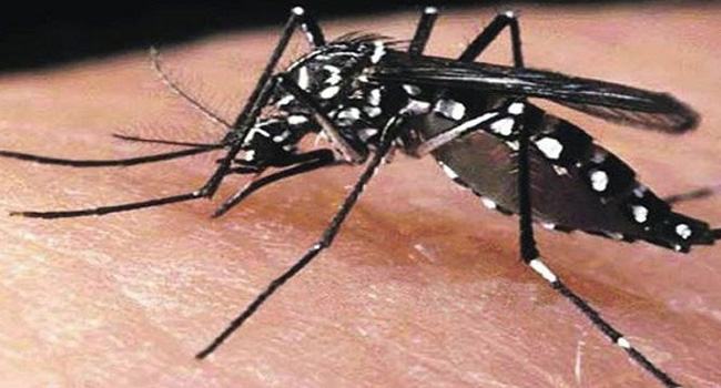 শীত শেষ না হতেই ডেঙ্গুর প্রাদুর্ভাব শুরু