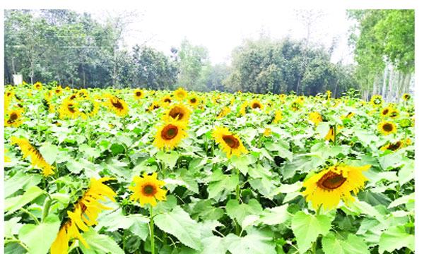 সূর্যমুখী চাষে স্বপ্ন দেখছেন ফুলবাড়ীর কৃষকরা