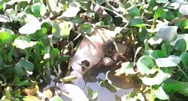 কচুরিপানা সরাতেই বেরিয়ে এলো লাশ