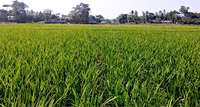 বৃষ্টিতে বোরো ক্ষেতে প্রশান্তির ছোঁয়া