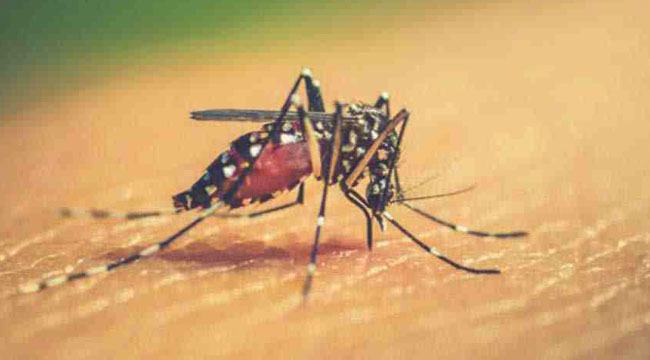 ডেঙ্গু রোগীবিহীন ২৪ ঘণ্টা পার করল দেশ : স্বাস্থ্য অধিদফতর