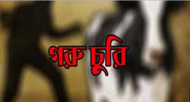 লোহাগাড়ায় এক রাতে ৩ লাখ টাকার গরু চুরি