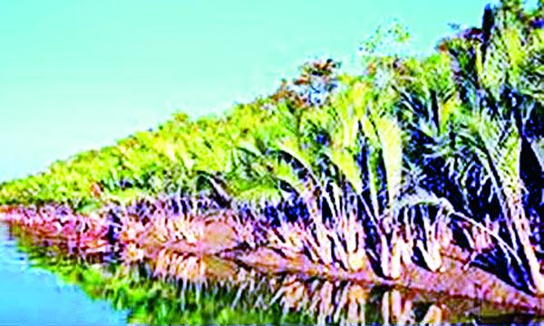 গোলপাতার ব্যবহার হ্রাস পাওয়ায় সুন্দরবনে আহরণ কমছে