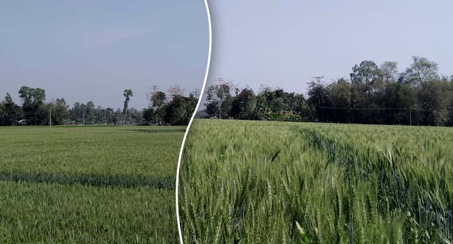 ফুলবাড়ীতে গমের বাম্পার ফলনের সম্ভবনা
