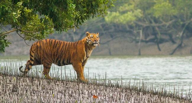 সুন্দরবনের জন্য ভালোবাসা
