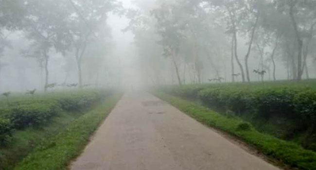 শ্রীমঙ্গলে বসন্তের বাতাসে শীতের আমেজ