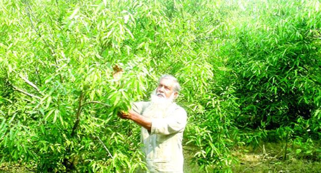 গাছের পাতা বিক্রি করে মাসে লাখ টাকা আয়