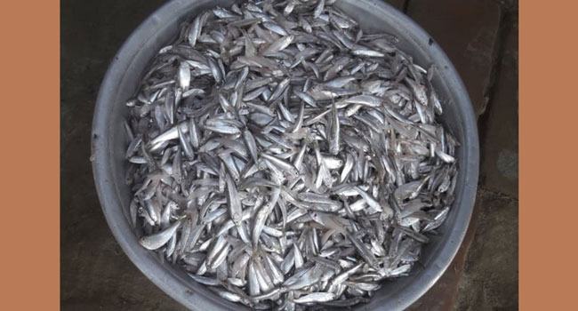পিরোজপুরে ইলিশের পোনা নিধনের মহোৎসব