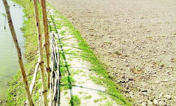 দাকোপে পাউবোর ঢাকনাবিহীন গেট লবণ পানিতে কৃষকের সর্বনাশ