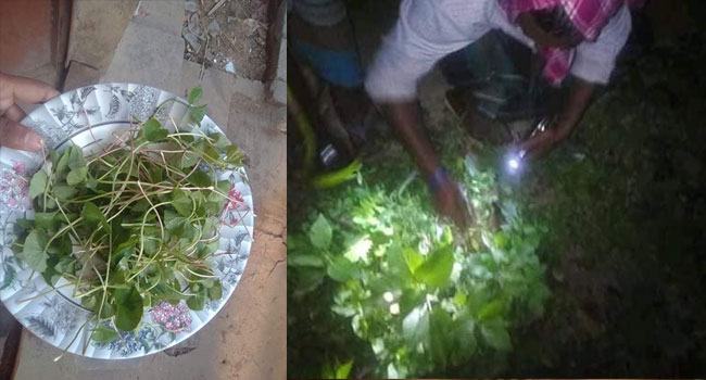 করোনা আতঙ্কে থানকুনি পাতা খাওয়ার গুজব