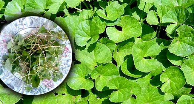 হোম কোয়ারেন্টাইনে ভোর থেকেই থানকুনি খাওয়ার হিড়িক