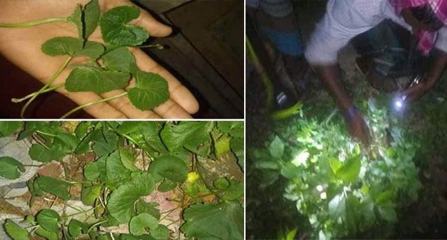 থানকুনি পাতার গুজবে রাতের ঘুম হারাম