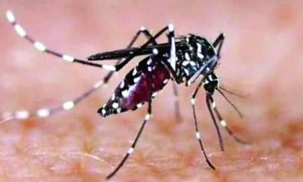 ঘরের বাইরে করোনা ভেতরে মশার যন্ত্রণা