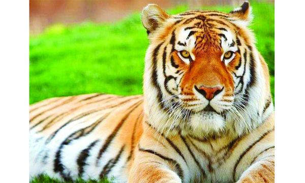 ২০৭০ সালের মধ্যে সুন্দরবনে বাঘ বিলীনের আশঙ্কা