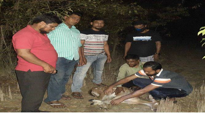 মনপুরায় মায়াবী হরিণ লোকালয়ে