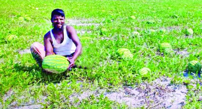 করোনার বিপর্যয় : মাঠভরা তরমুজ, ক্রেতা নেই