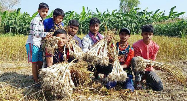 নাটোরে রসুনের বাম্পার ফলন, কৃষকের মুখে হাসি