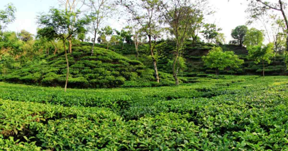 করোনা আতঙ্কে কর্মবিরতিতে সিলেটের ২০ হাজার চা শ্রমিক