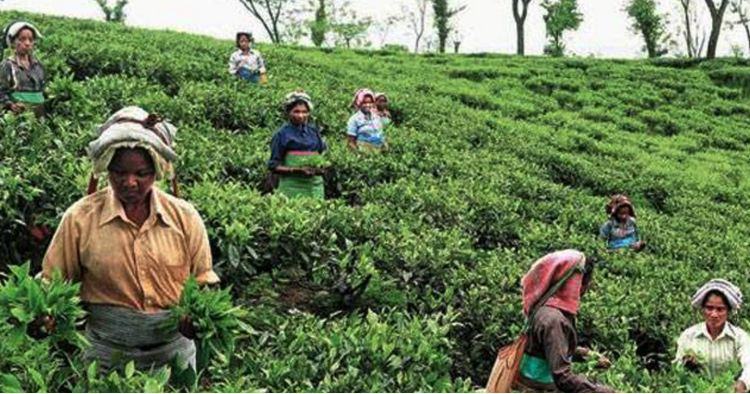 করোনা আতঙ্কে হবিগঞ্জে ২৩ চা বাগানের শ্রমিকরা স্বেচ্ছা ছুটিতে