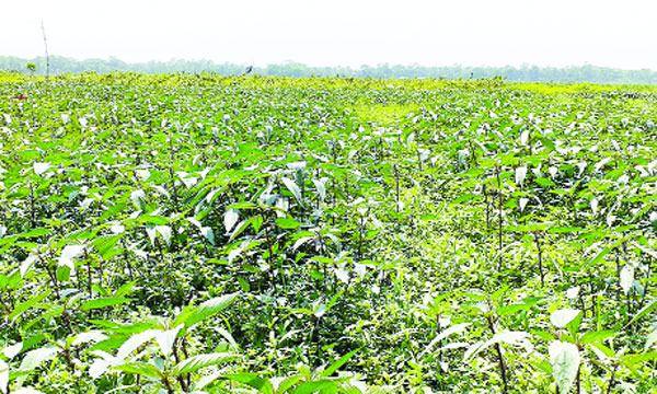 মিরসরাইয়ের ২০ হাজার সবজিচাষির স্বপ্ন ধূলিসাৎ