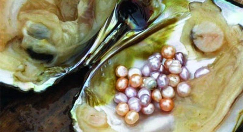 কুয়াকাটায় মুক্তা চাষে সফলতা