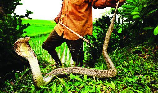 সাপ মারতে গিয়ে ছোবলে প্রাণ গেল যুবকের