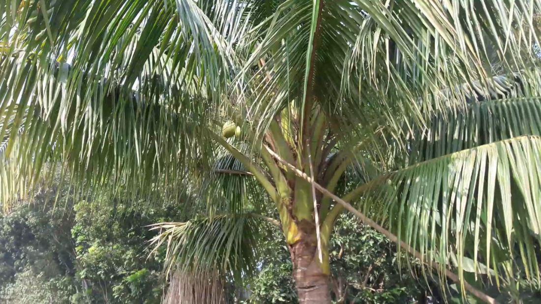 রাজশাহীতে গাছ থেকে পড়ে ডাব বিক্রেতার মৃত্যু