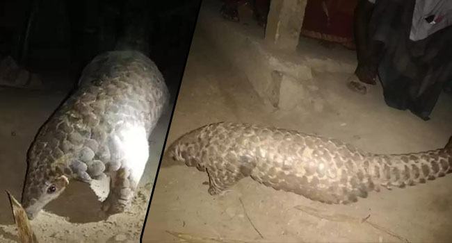 ধোবাউড়ায় বিরল প্রজাতির বনরুই উদ্ধার