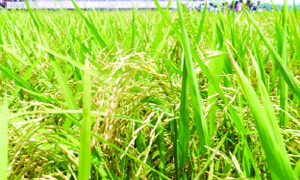 করোনায় খাদ্য উৎপাদনে লক্ষ্য অর্জন বড় চ্যালেঞ্জ