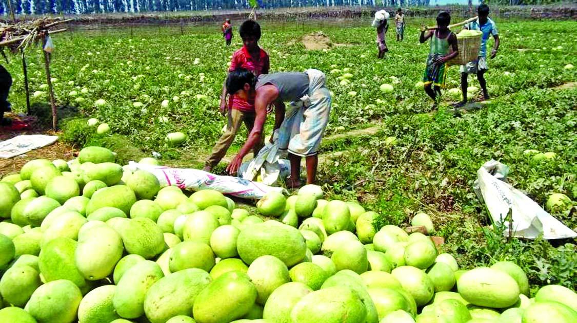 কাপ্তাই হ্রদে বাম্পার ফলন, কৃষকের মাথায় হাত