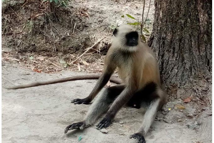 লোকালয়ে ঘুরছে বনের হনুমান
