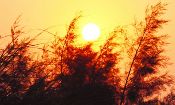 বাংলা ১৪২৭ সাল আজ : শোভাযাত্রার পরিবর্তে পোস্টারে বর্ষবরণ