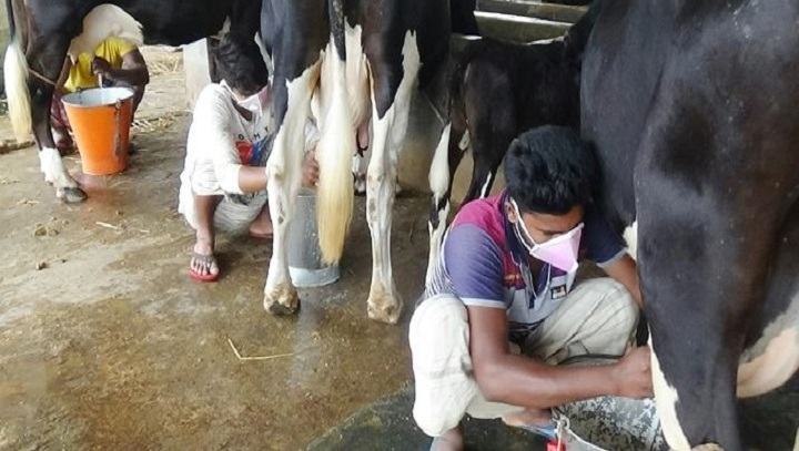 পানির দামে বিক্রি হচ্ছে দুধ, ক্ষতির মুখে খামারিরা