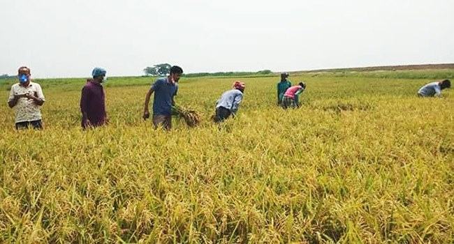 ধর্মপাশায় ধানের বাম্পার ফলন, কাটার শ্রমিক সঙ্কট