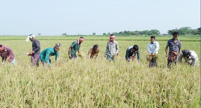 সুনামগঞ্জের হাওরে ধান কাটা শুরু, আতঙ্কের মাঝেও সোনাঝরা হাসি